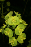 Euphorbia amygdaloides var. robbiae RCP3-09 101.jpg